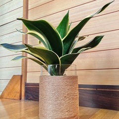 観葉植物　サンセベリアとガラス製鉢カバーの画像