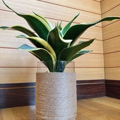 観葉植物　サンセベリアとガラス製鉢カバーの画像