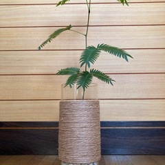 観葉植物　エバーフレッシュとガラス製鉢カバーの画像