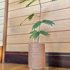 観葉植物　エバーフレッシュとガラス製鉢カバーの画像