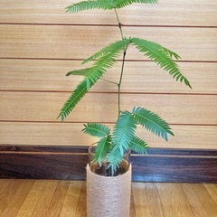 観葉植物　エバーフレッシュとガラス製鉢カバーの画像