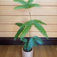 観葉植物　エバーフレッシュとガラス製鉢カバーの画像