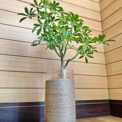 観葉植物　カポックとガラス製鉢カバーの画像