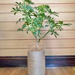 観葉植物　カポックとガラス製鉢カバーの画像