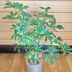 観葉植物　カポックとガラス製鉢カバーの画像