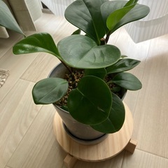 観葉植物　ペペロミア　シュロチクの画像