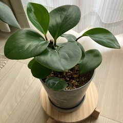 観葉植物　ペペロミア　シュロチクの画像