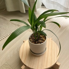 観葉植物　ペペロミア　シュロチクの画像