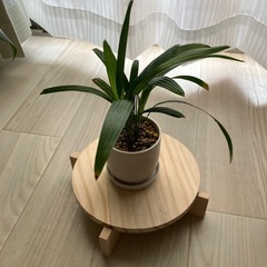 観葉植物　ペペロミア　シュロチクの画像