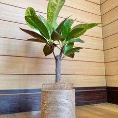 観葉植物　クロトンとガラス製鉢カバーの画像