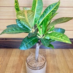観葉植物　クロトンとガラス製鉢カバーの画像