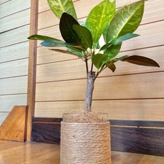観葉植物　クロトンとガラス製鉢カバーの画像