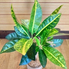 観葉植物　クロトンとガラス製鉢カバーの画像
