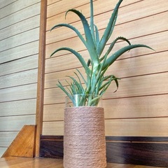 観葉植物　アロエとガラス製鉢カバーの画像