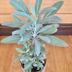 観葉植物　ホワイトセージとガラス製鉢カバーの画像