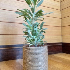 観葉植物　ホワイトセージとガラス製鉢カバーの画像