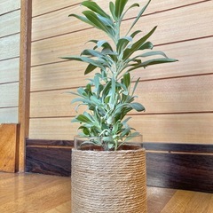 観葉植物　ホワイトセージとガラス製鉢カバーの画像