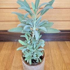 観葉植物　ホワイトセージとガラス製鉢カバーの画像