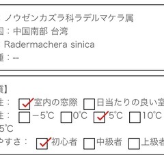 観葉植物　屋外軒下にて育てました　鉢ごとお渡し　ステレオスペルマム　の画像