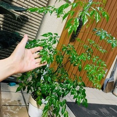 観葉植物　屋外軒下にて育てました　鉢ごとお渡し　ステレオスペルマム　の画像