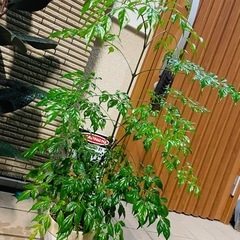 観葉植物　屋外軒下にて育てました　鉢ごとお渡し　ステレオスペルマム　の画像