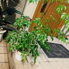 観葉植物　屋外軒下にて育てました　鉢ごとお渡し　ステレオスペルマム　の画像