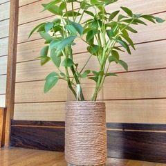 観葉植物　カポックとガラス製鉢カバーの画像