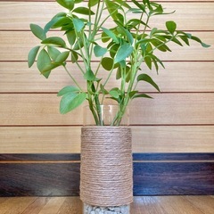 観葉植物　カポックとガラス製鉢カバーの画像