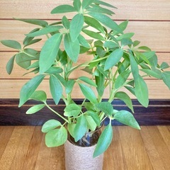 観葉植物　カポックとガラス製鉢カバーの画像