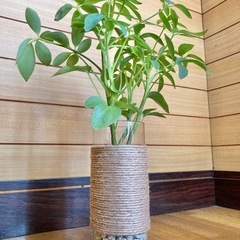 観葉植物　カポックとガラス製鉢カバーの画像