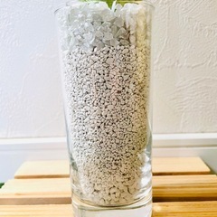 サンスベリア　ローレンティー　観葉植物　ハイドロカルチャー　ゼオライト植えの画像