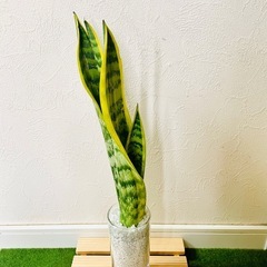 サンスベリア　ローレンティー　観葉植物　ハイドロカルチャー　ゼオライト植えの画像