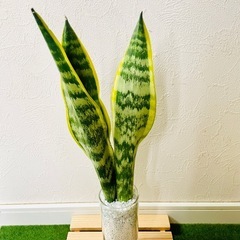 サンスベリア　ローレンティー　観葉植物　ハイドロカルチャー　ゼオライト植えの画像