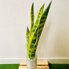 サンスベリア　ローレンティー　観葉植物　ハイドロカルチャー　ゼオライト植えの画像