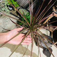 屋外軒下にて育ちました。。観葉植物　ドラセナ　コンシンネ　レインボー？？鉢ごとおわたしお渡しの画像