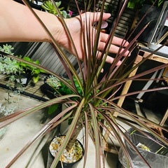屋外軒下にて育ちました。。観葉植物　ドラセナ　コンシンネ　レインボー？？鉢ごとおわたしお渡しの画像