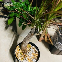 屋外軒下にて育ちました。。観葉植物　ドラセナ　コンシンネ　レインボー？？鉢ごとおわたしお渡しの画像