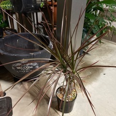屋外軒下にて育ちました。。観葉植物　ドラセナ　コンシンネ　レインボー？？鉢ごとおわたしお渡しの画像