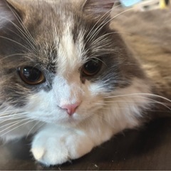 スコティッシュフォールド　オス　1歳