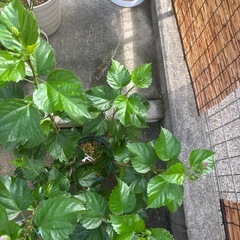 【おばあちゃん園芸】ハイビスカス（赤）中サイズ1本立ちの画像