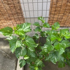 【おばあちゃん園芸】ハイビスカス（赤）中サイズ1本立ちの画像