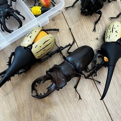 昆虫フィギュア　おまとめ　セットの画像