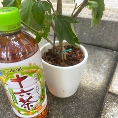 【おばあちゃん園芸】ハイビスカス（色不明）小サイズの画像
