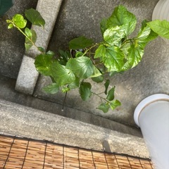 【おばあちゃん園芸】ハイビスカス（色不明）小サイズの画像