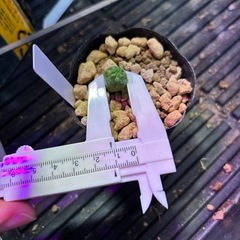ユーフォルビア　オベサ　実生①の画像