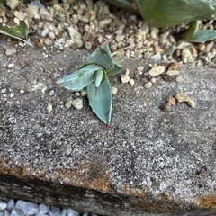 アガベ　パラサナ　子株の画像