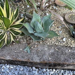 アガベ　パラサナ　子株の画像