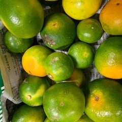 極早生みかん☆5kg☆サイズ混合※No.4の画像