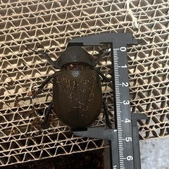【幼虫】アトラスオオカブト(キャメロンハイランド産)の画像