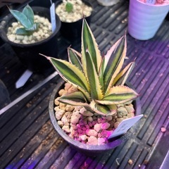 アガベ　五色万代　子株①の画像